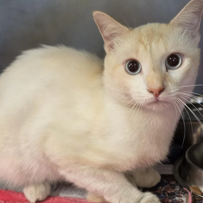 A young large-sized male Flame Point Domestic Short Hair cat named Casper for adoption in Danville, VA