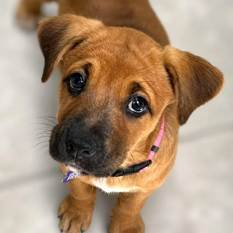 Cheyenne
