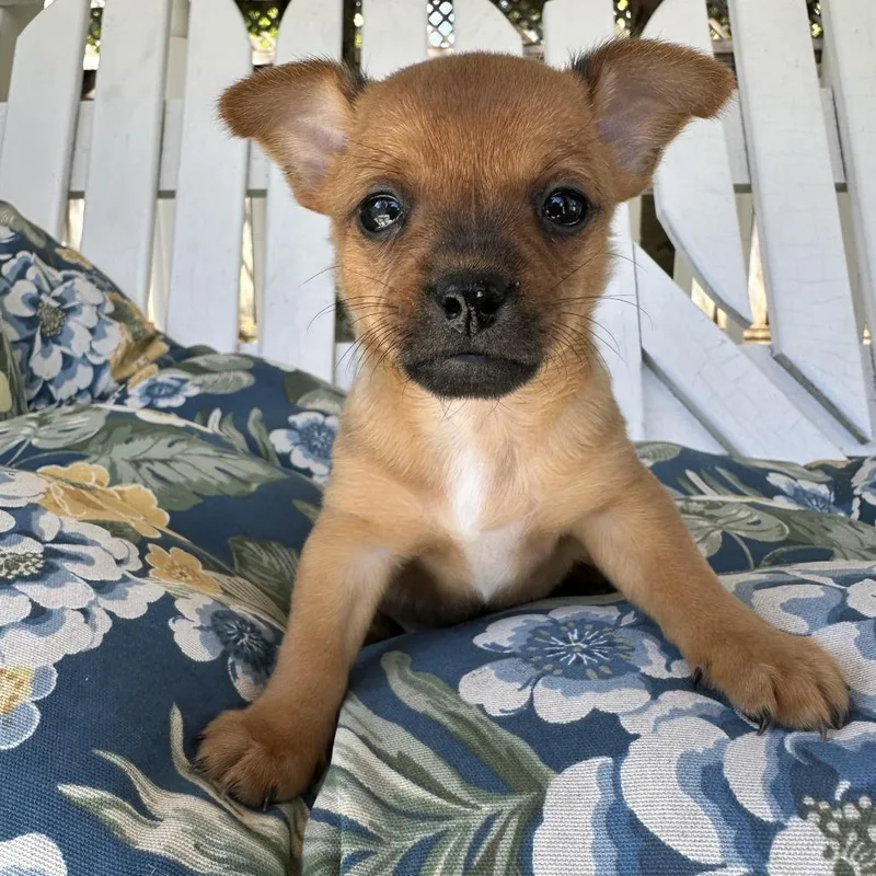 A baby small-sized male Black Mixed Breed dog named Pluto for adoption in San Francisco, CA