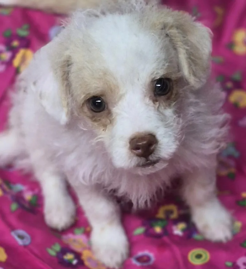 A baby small-sized male Yellow / Tan / Blond / Fawn Poodle (Toy) dog named Loki for adoption in Los Angeles, CA