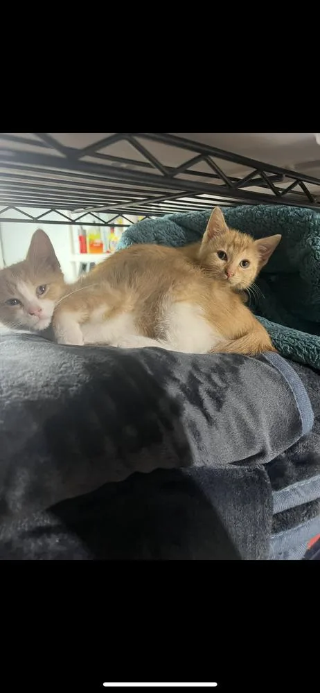 A baby small-sized female Orange & White Domestic Short Hair cat named Angelina Pickles for adoption in Plymouth, MI