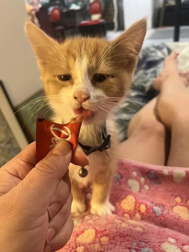 Angelina Pickles thumbnail 3