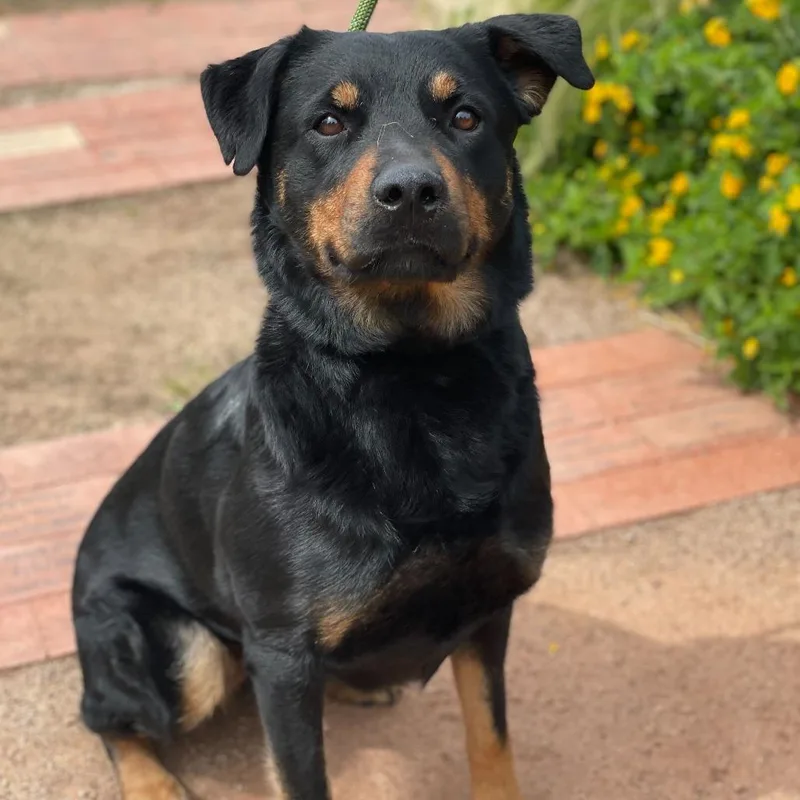 An adult medium-sized female Black Rottweiler dog named Stella for adoption in Riverside, CA