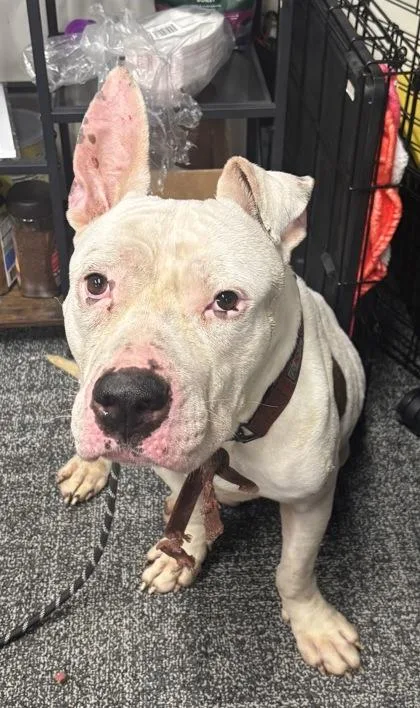 An adult medium-sized male Mixed Breed dog named Snowbell for adoption in West Chester, PA
