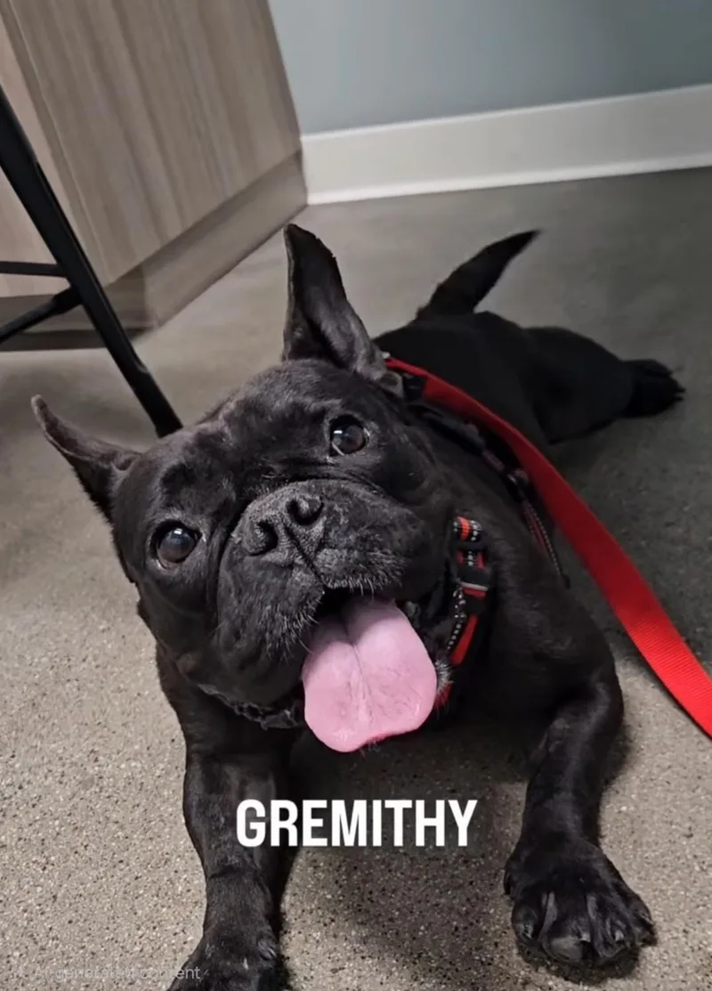 Grem Gremithy Gremlindog thumbnail 2