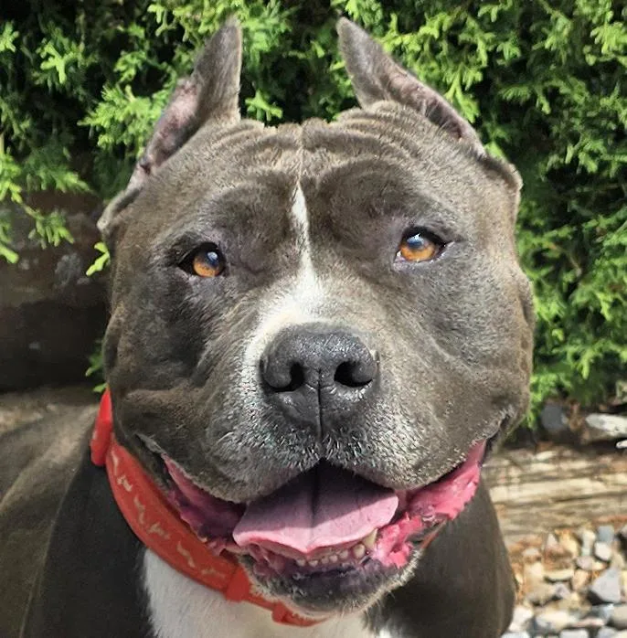 A young medium-sized male Gray / Blue / Silver American Bully dog named Kylo de Keeper for adoption in Albuquerque, NM