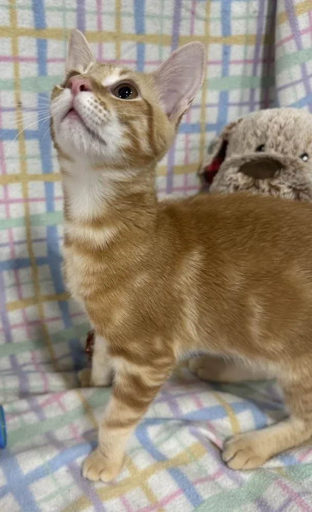 Tumbleweed Tex thumbnail 2