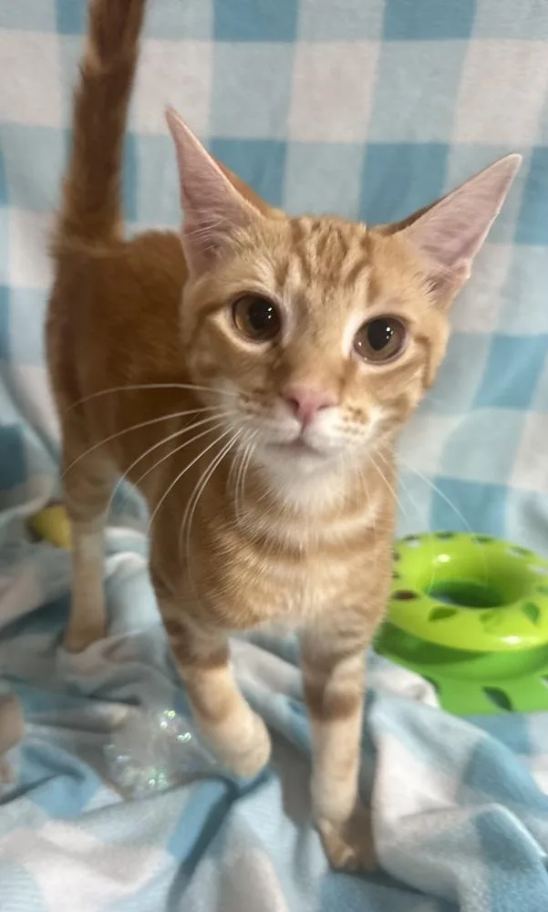 Tumbleweed Tex thumbnail 4