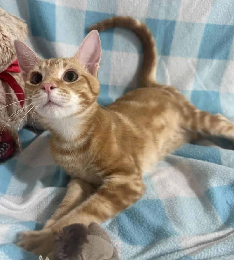 Tumbleweed Tex thumbnail 5