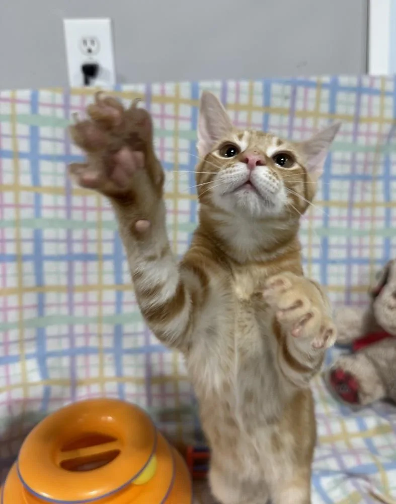 Tumbleweed Tex thumbnail 6