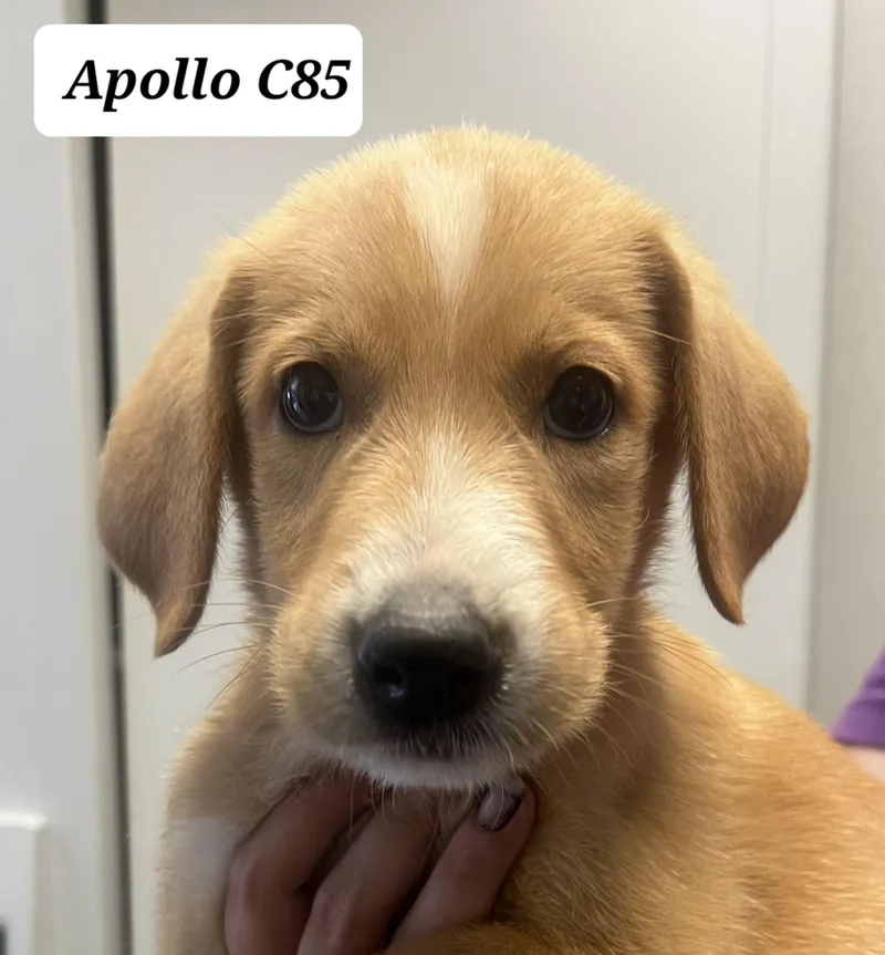 Apollo