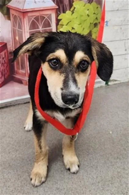 A young medium-sized female German Shepherd Dog dog named Vicki for adoption in San Bernardino, CA