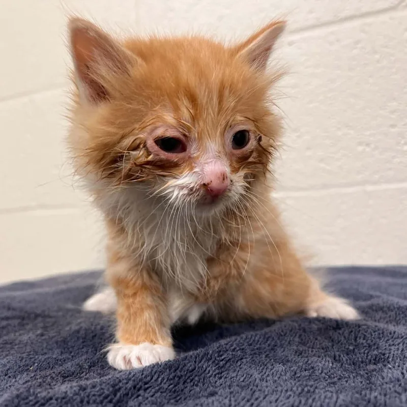 A baby small-sized male Orange / Red Domestic Medium Hair cat named Svasstray for adoption in Lyndhurst, VA