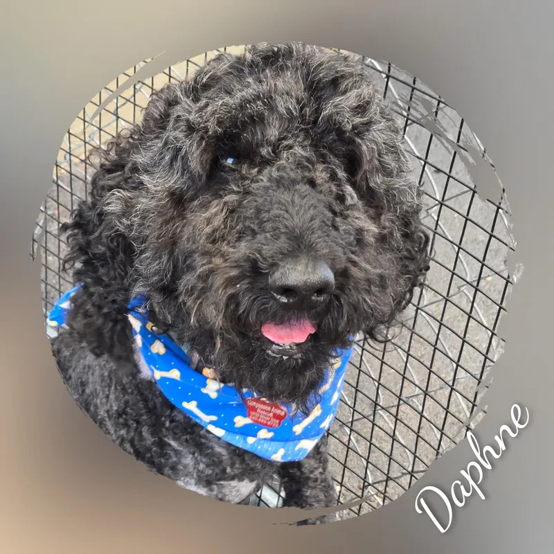 Daphne