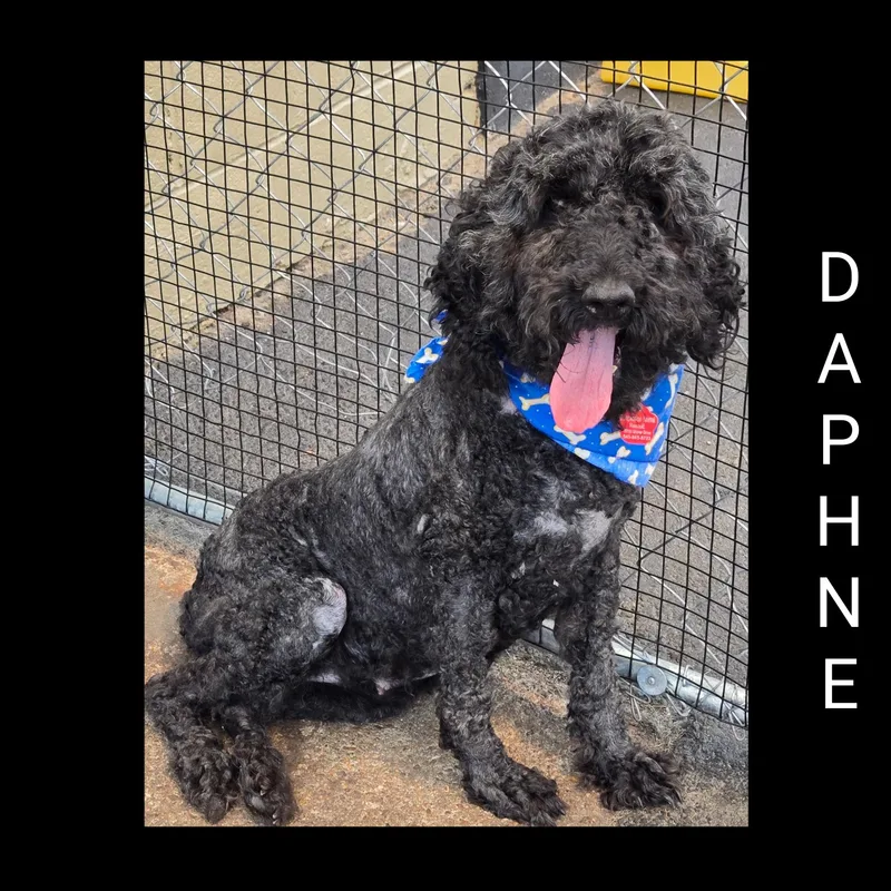 Daphne thumbnail 6