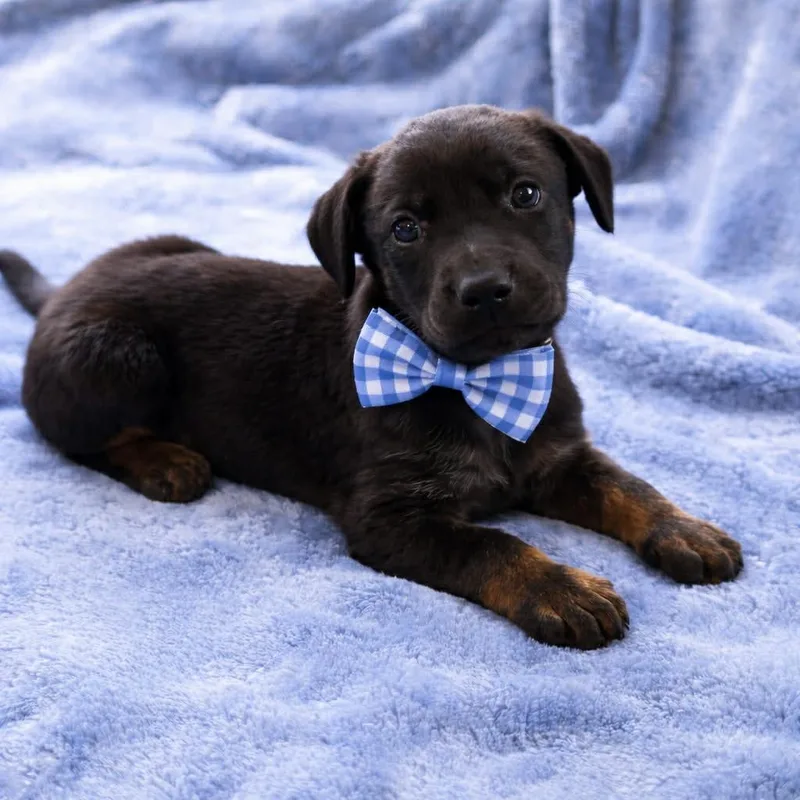 A baby medium-sized male German Shepherd Dog dog named Viggo Gs for adoption in Allen, TX