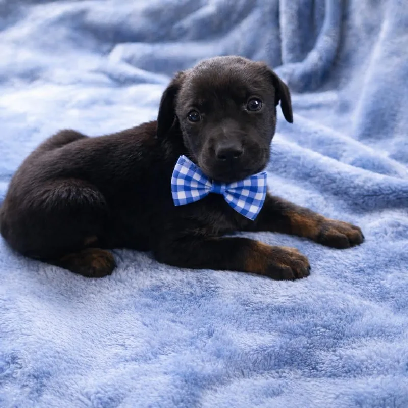 Viggo Gs thumbnail 2