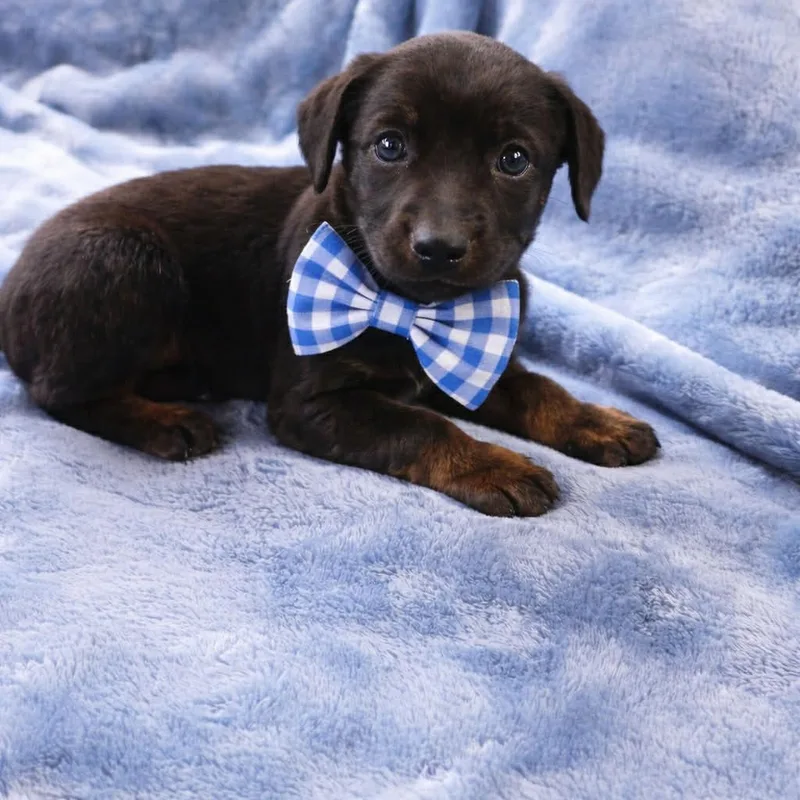 Viggo Gs thumbnail 3