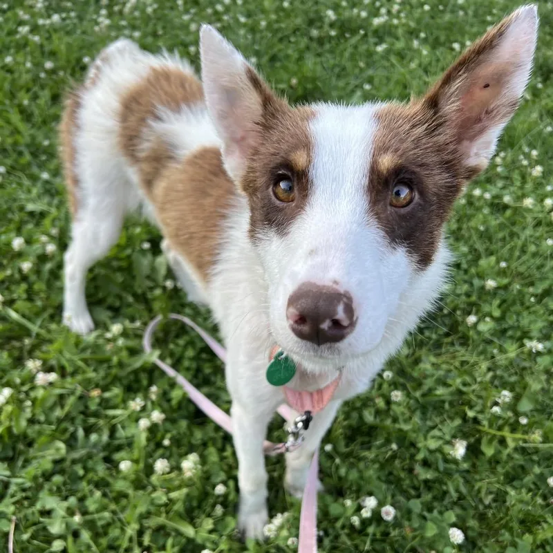 A young medium-sized female Yellow / Tan / Blond / Fawn Mixed Breed dog named Scout for adoption in Buffalo, MN