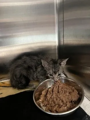 A baby small-sized female Domestic Short Hair cat named Minerva for adoption in Fishers, IN