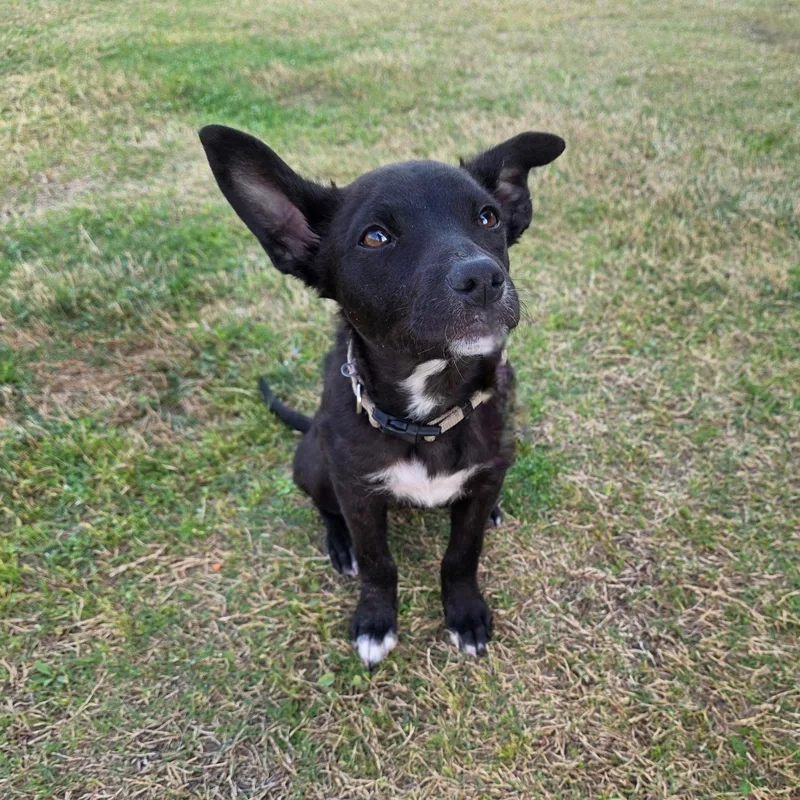 A baby medium-sized male Black Black Labrador Retriever dog named Tex for adoption in Pottsboro, TX