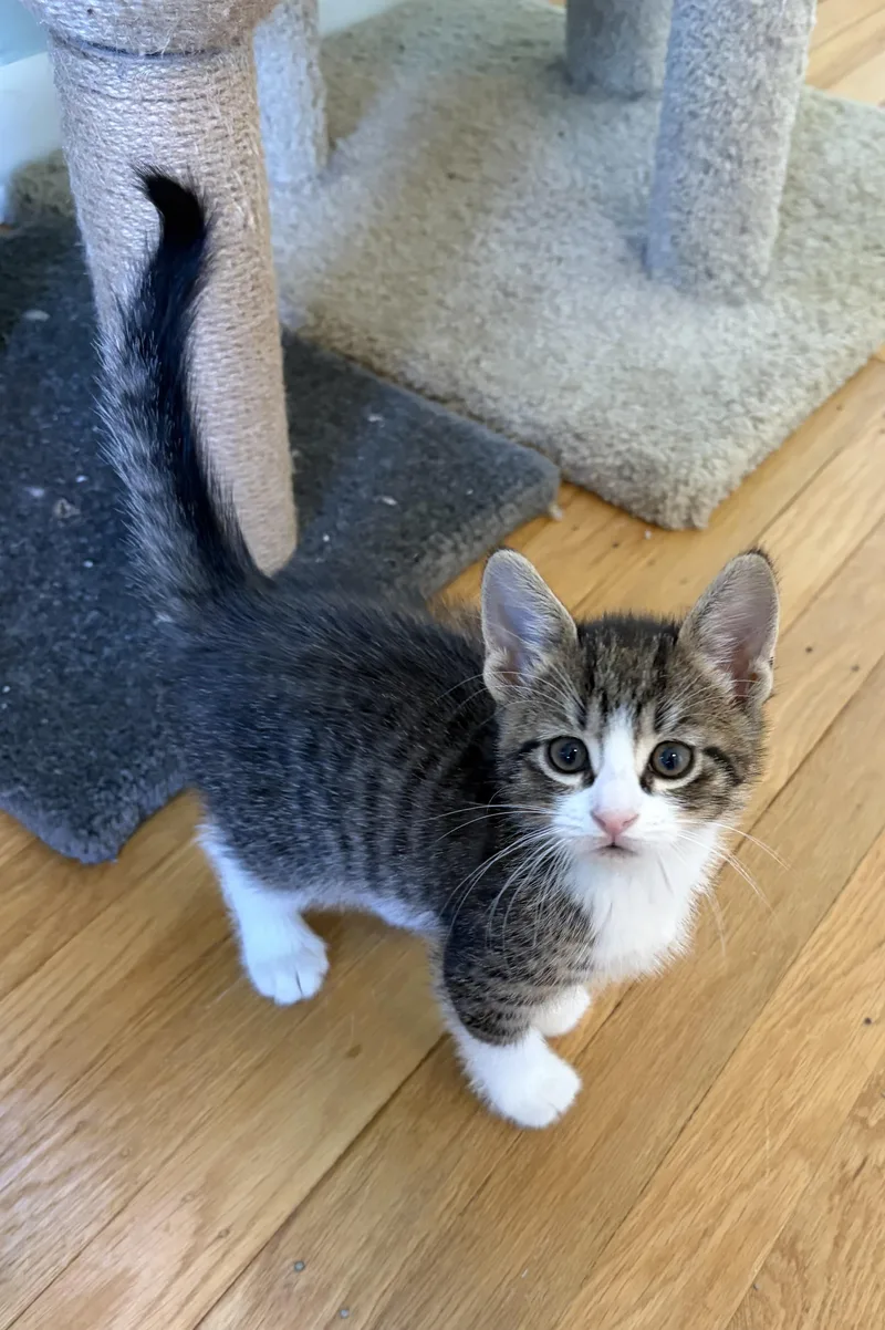 A baby small-sized male Tabby (Gray / Blue / Silver) Domestic Short Hair cat named Lucas for adoption in Turnersville, NJ