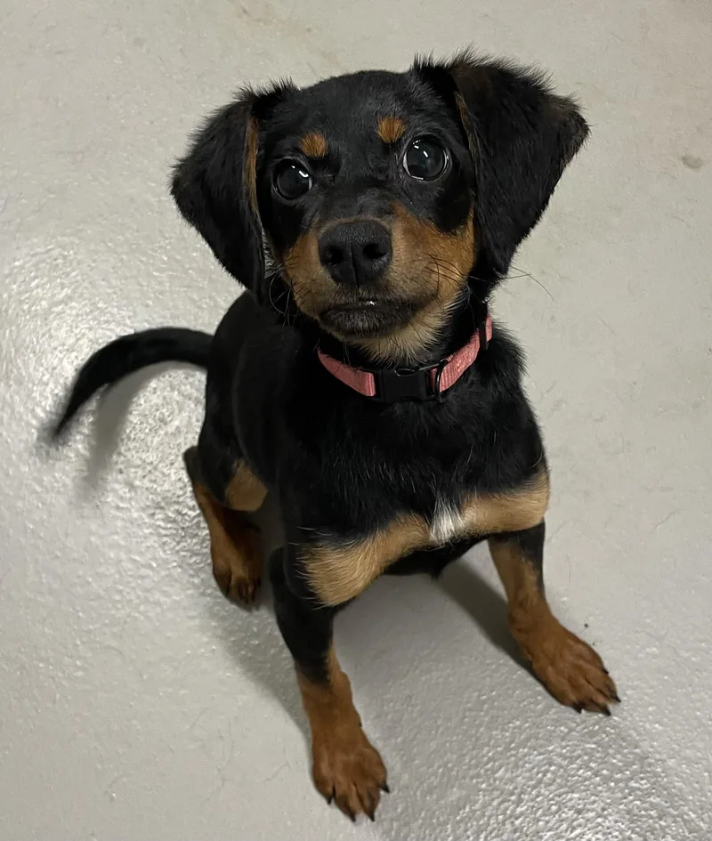 A baby medium-sized female Black Terrier dog named Huggy Bear HOLD for adoption in Canton, OH