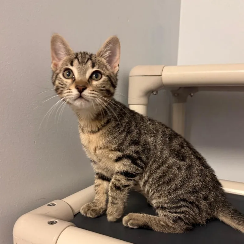 A baby small-sized female Gray / Blue / Silver Domestic Short Hair cat named Saber for adoption in South Elgin, IL