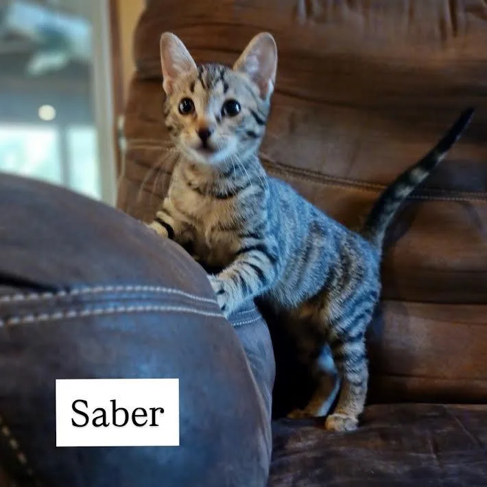Saber thumbnail 2