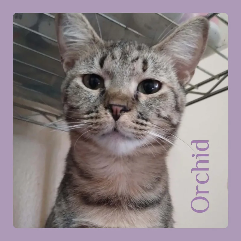 A young medium-sized female Tabby cat named Orchid for adoption in Lawton, OK