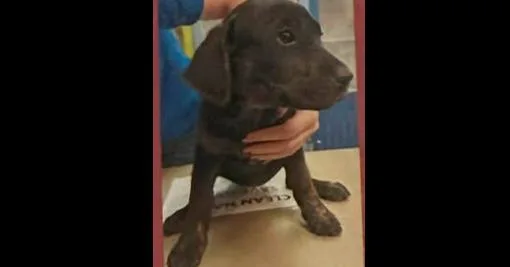 Girl Scout Cookies: Thin thumbnail 2