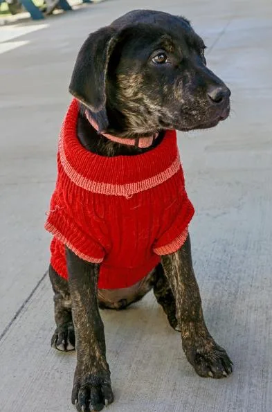 Girl Scout Cookies: Thin thumbnail 3