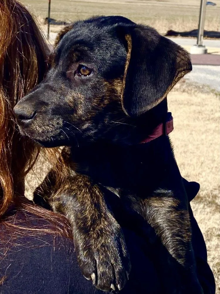 Girl Scout Cookies: Thin thumbnail 4