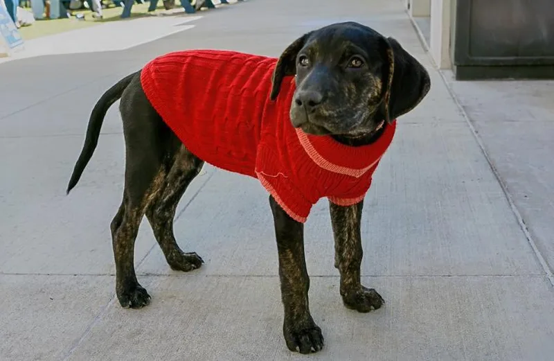 Girl Scout Cookies: Thin thumbnail 5