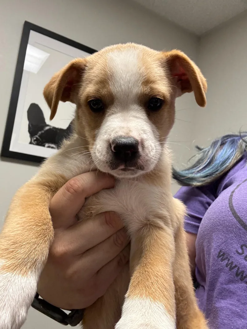 A baby medium-sized male Australian Cattle Dog / Blue Heeler dog named Freckles for adoption in Pflugerville, TX