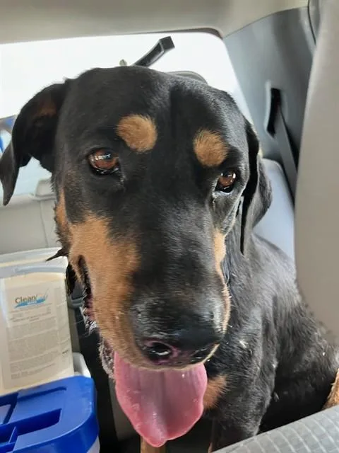 An adult large-sized female Rottweiler dog named Maybellene for adoption in Stockton, CA