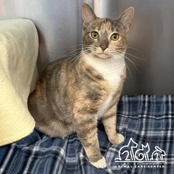 A young small-sized female Domestic Short Hair cat named Journey for adoption in Irvine, CA