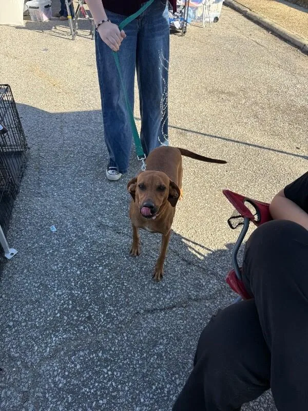 An adult medium-sized female Mixed Breed dog named Velma for adoption in Alamo, TN