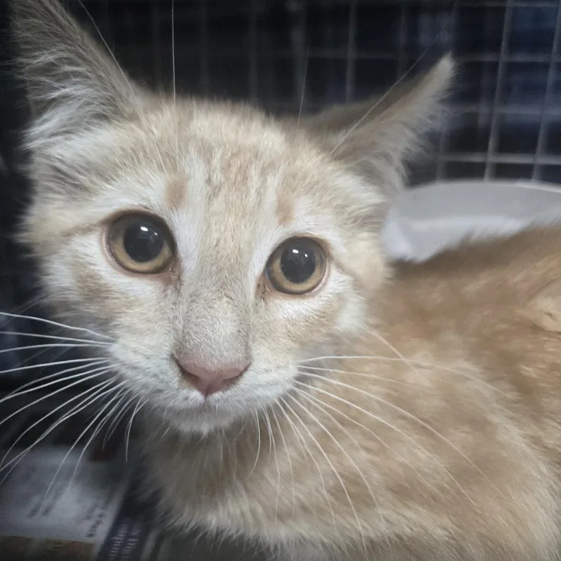 A baby small-sized male Orange / Red Domestic Short Hair cat named Flik for adoption in Newark, NJ