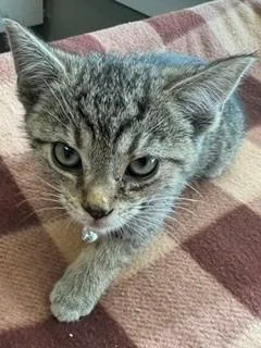 A baby small-sized female Domestic Short Hair cat named Delta for adoption in Sidney, OH