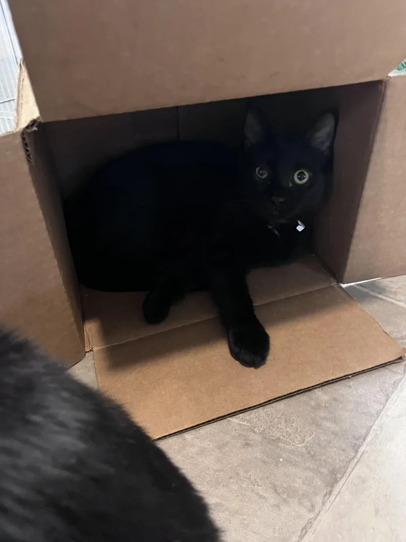 A baby small-sized female Black Domestic Short Hair cat named Jelly for adoption in Eugene, OR