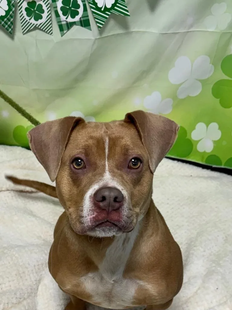 A young medium-sized female Mixed Breed dog named Valentine for adoption in New Manchester, WV