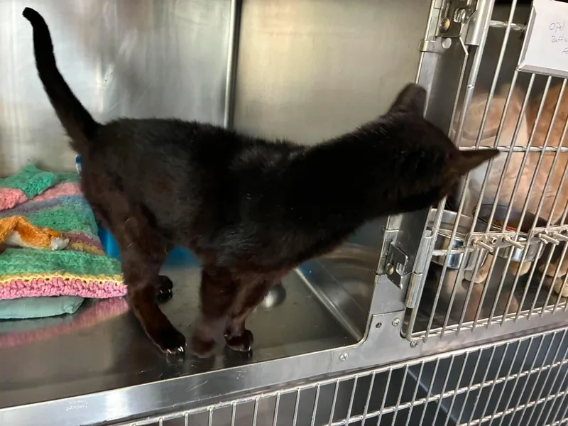 An adult large-sized female Black Domestic Short Hair cat named Tiny for adoption in Petersburg, IL