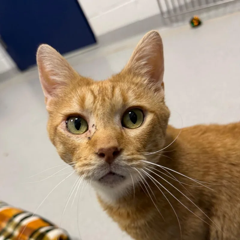 An adult large-sized male Orange / Red Domestic Short Hair cat named Martin for adoption in Hampton Bays, NY