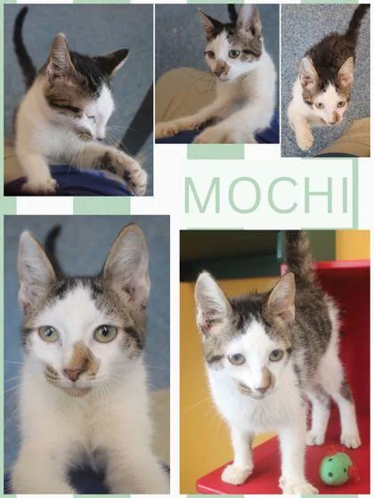 A baby medium-sized male American Shorthair cat named Mochi for adoption in Kenansville, NC