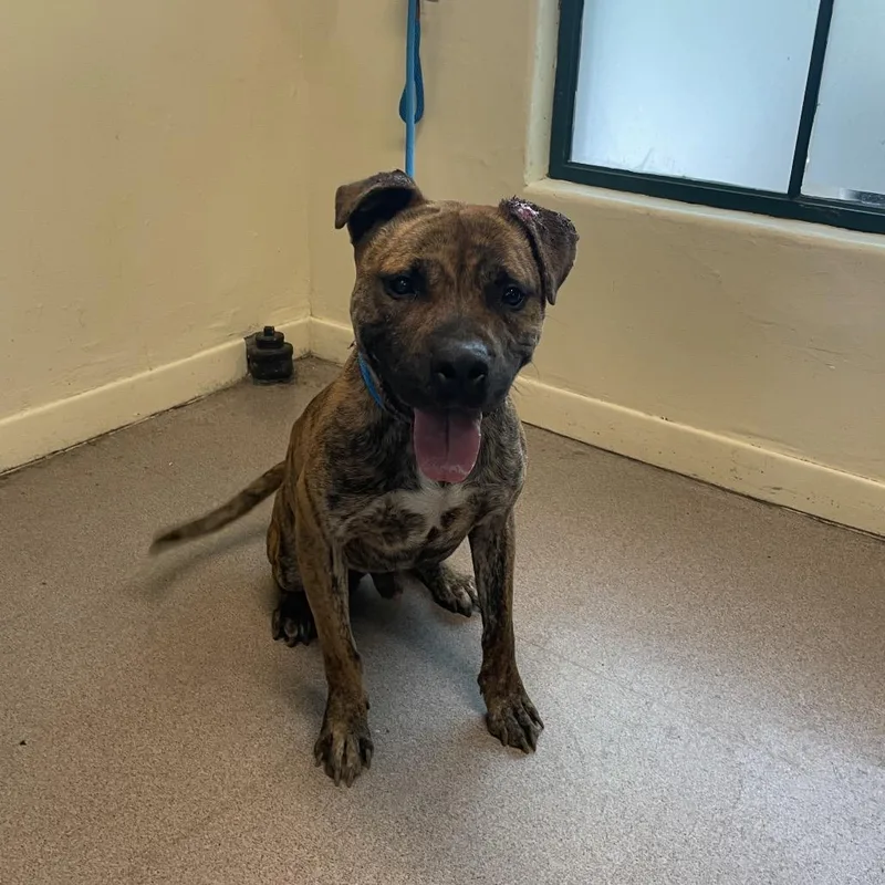 An adult medium-sized male Brindle Pit Bull Terrier dog named Tyson for adoption in Pasadena, CA