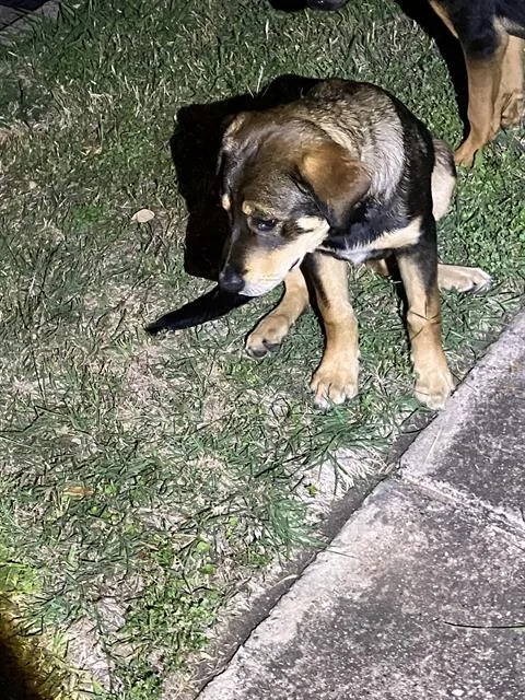 A baby large-sized female Mixed Breed dog named Bonnie for adoption in Dallas, TX