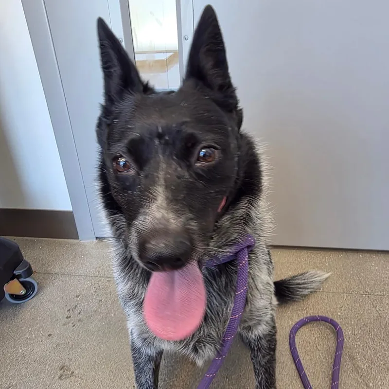 An adult medium-sized female Gray / Blue / Silver Australian Cattle Dog / Blue Heeler dog named Sky for adoption in Sand Springs, OK