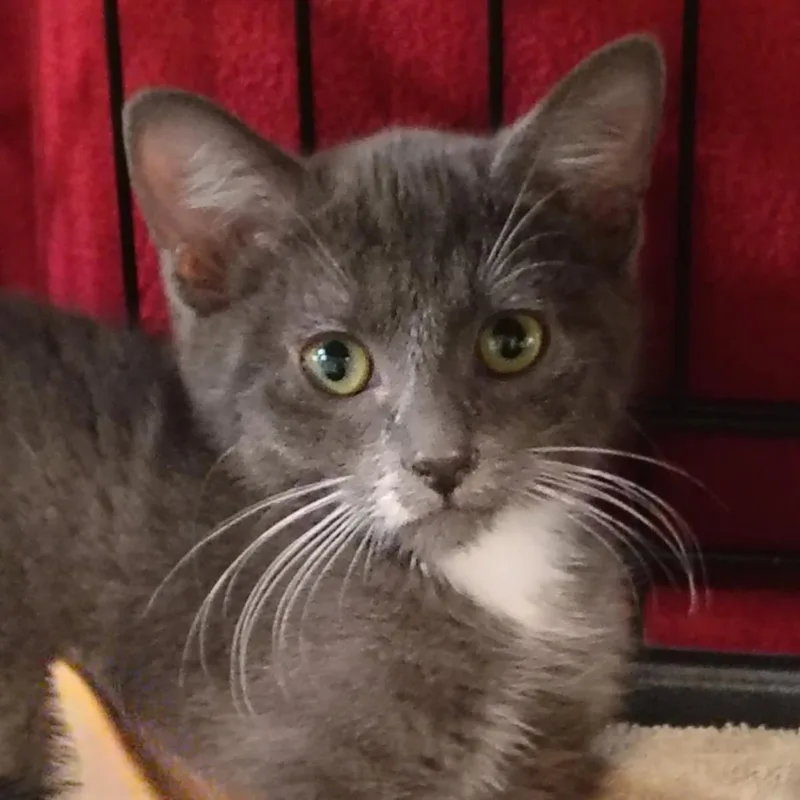 A baby medium-sized male Domestic Short Hair cat named Cypress for adoption in Lincoln, CA