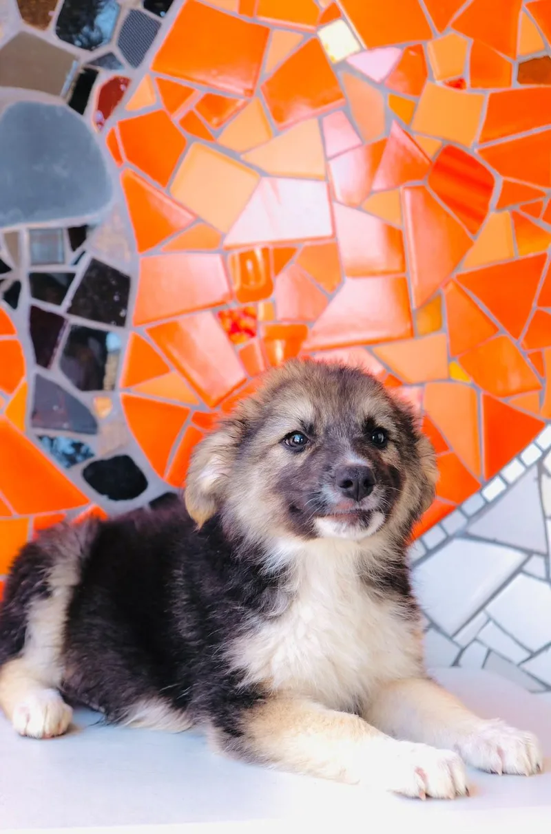 A baby medium-sized female Collie dog named Argentina Pup— Córdoba for adoption in San Diego, CA